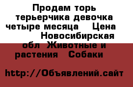 Продам торь терьерчика.девочка.четыре месяца. › Цена ­ 3 000 - Новосибирская обл. Животные и растения » Собаки   